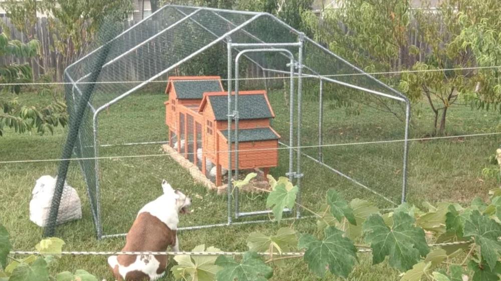 PawHut 124 Double Coop Wooden Large Coop Rabbit Hut Hen Cage Backyard with Outdoor Ramp and Nesting Box